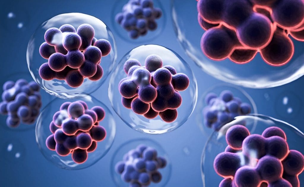 Does Dark Chocolate Increase Stem Cells?