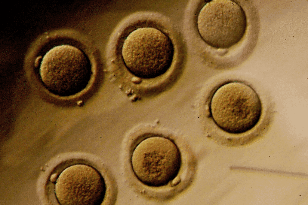 Development Rates: do all fertilized eggs become embryos? 3 Development Rates: do all fertilized eggs become embryos?