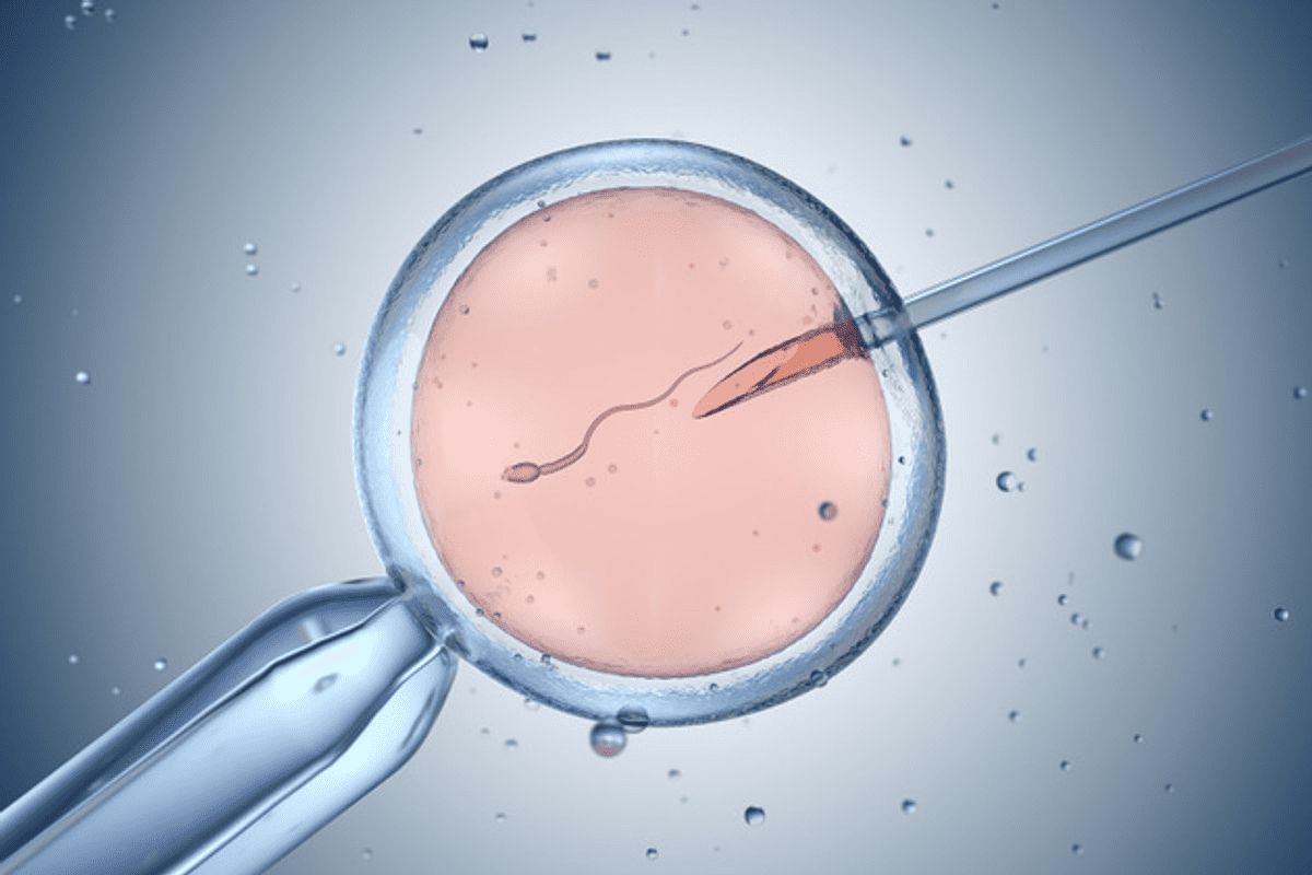Gallery of Human Conception: fertilization pics Explained