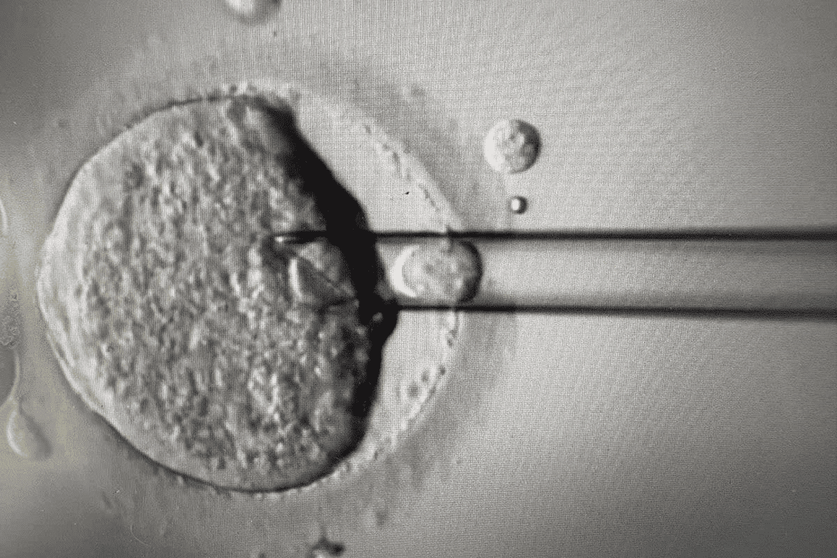Research on: does orgasims help with implantation After Transfer?