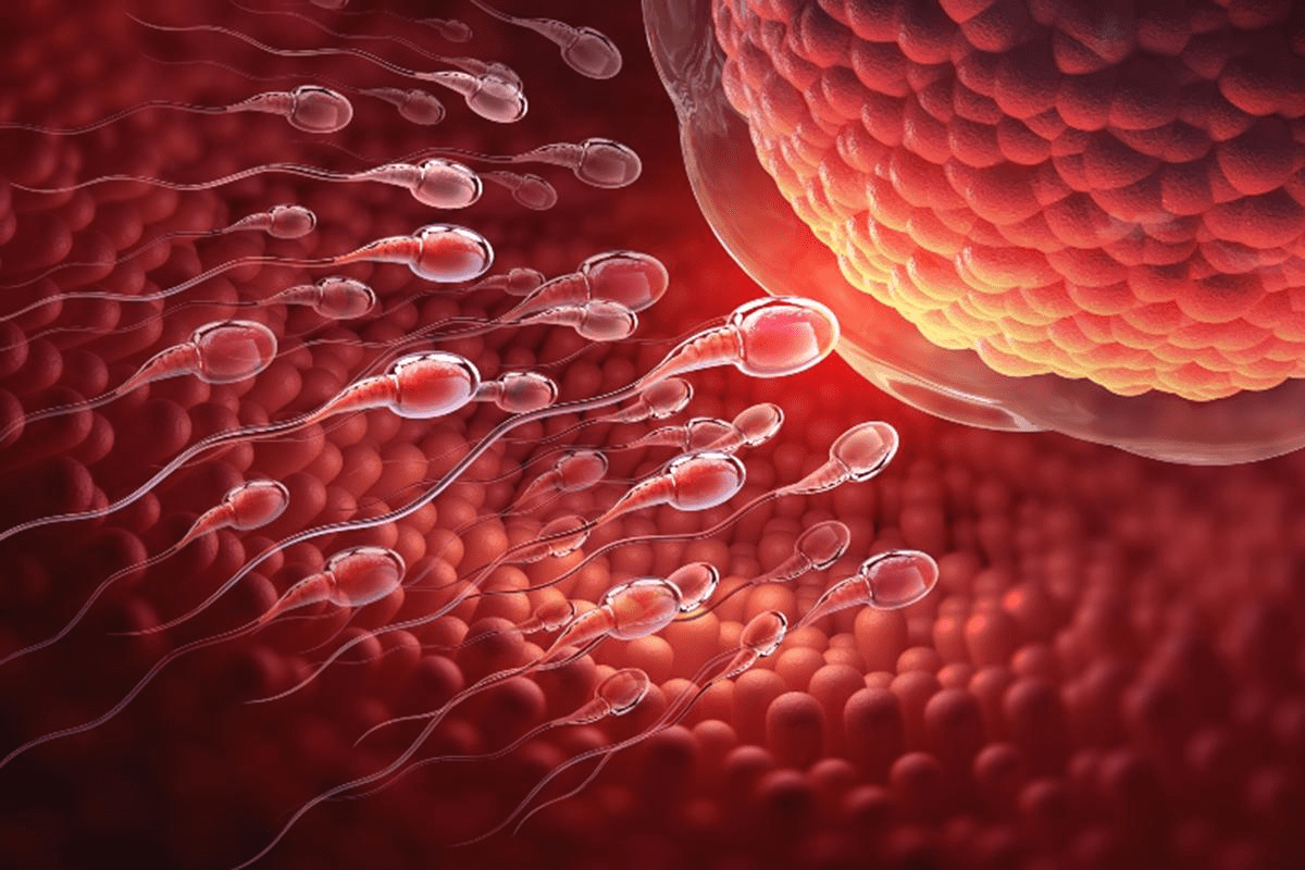 What Is IVI? Complete Guide to Intravaginal Insemination