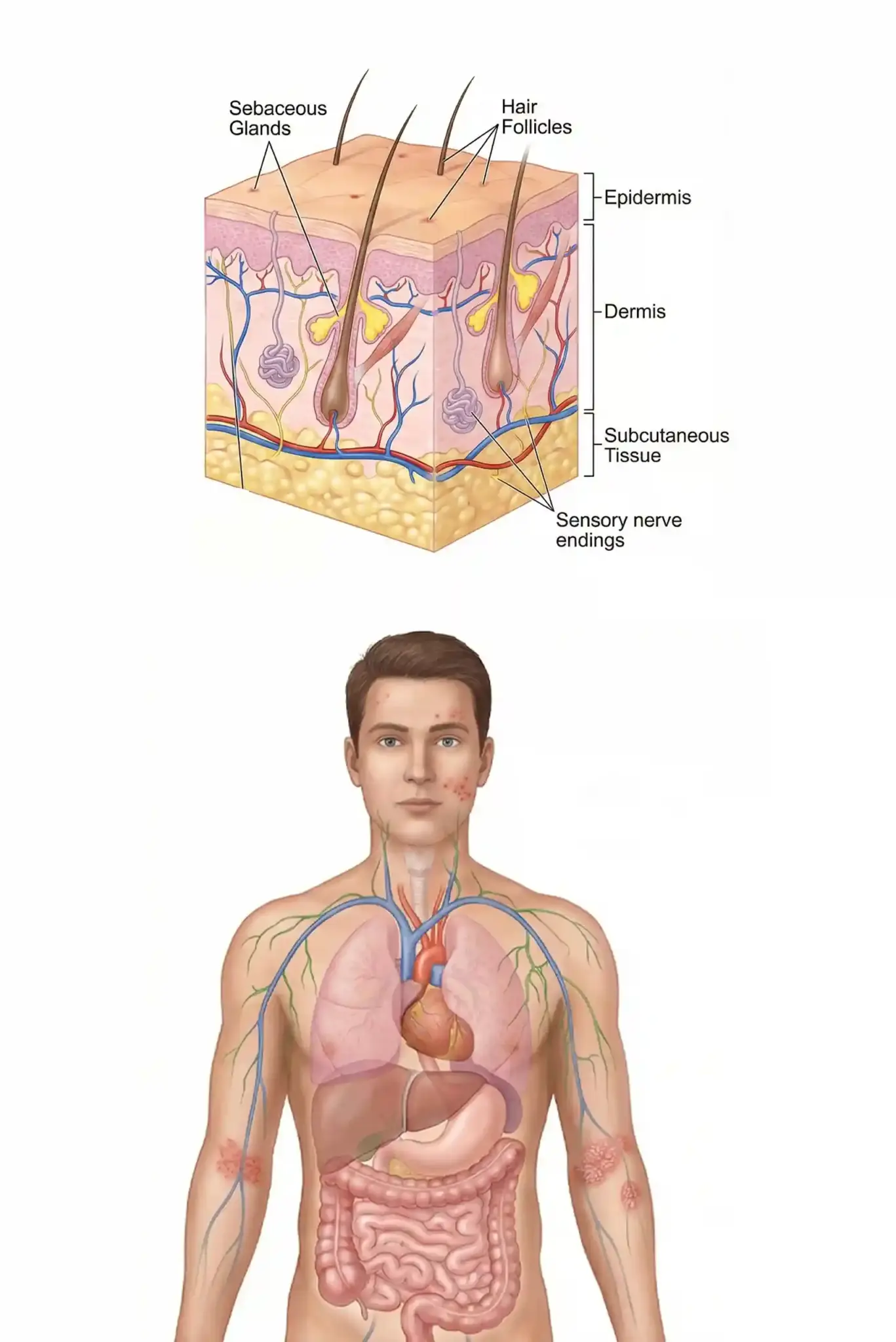 DERMATOLOGY scaled LIV Hospital