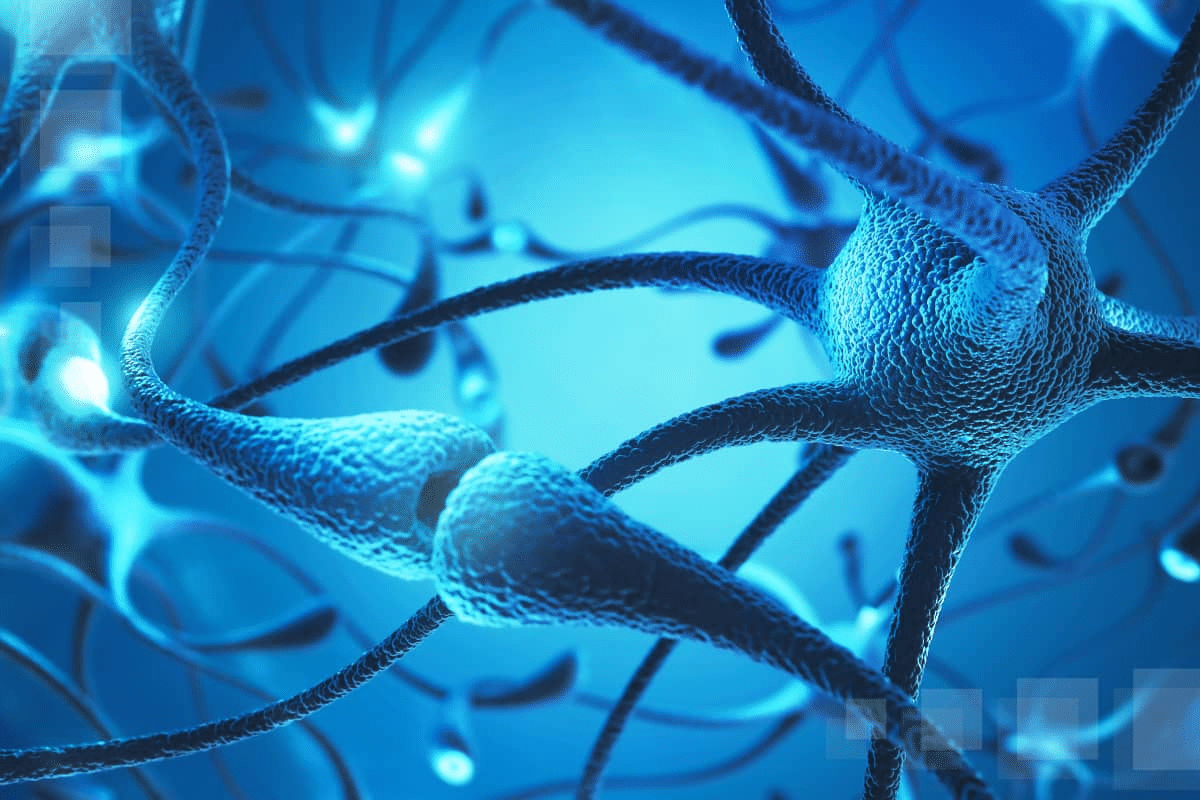 Function of Cell Body in a Neuron: Guide