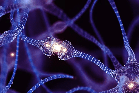 Function of Cell Body in a Neuron: Guide