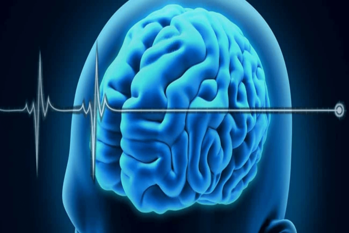 Brain in Real Life: Best Anatomy Look