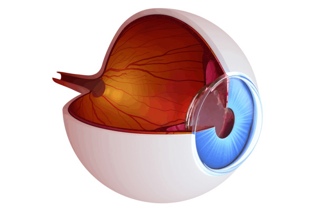 Complete 7 Key Eye Histology Structures: Anatomy Guide 2 Complete 7 Key Eye Histology Structures: Anatomy Guide