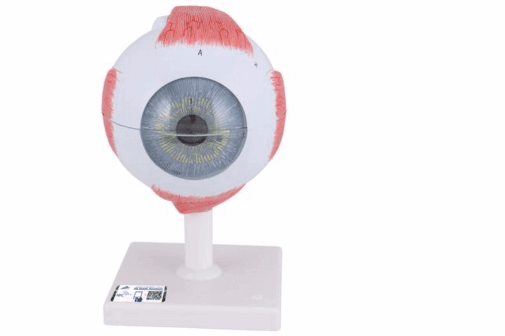 Complete 7 Key Eye Histology Structures: Anatomy Guide 3 Complete 7 Key Eye Histology Structures: Anatomy Guide