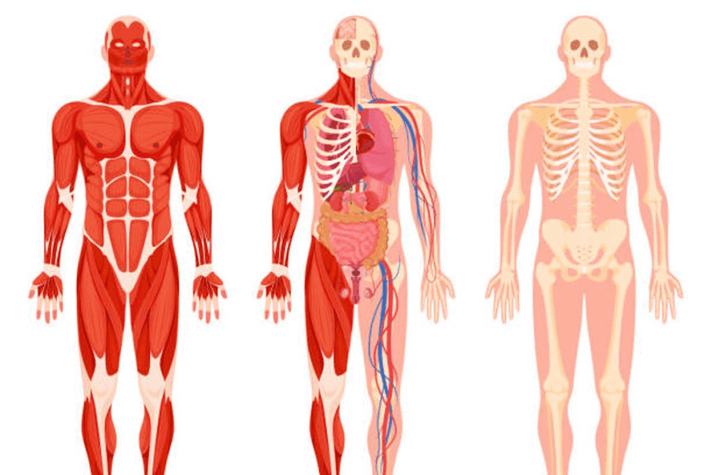 Where Does the Facial Nerve Exit the Skull?
