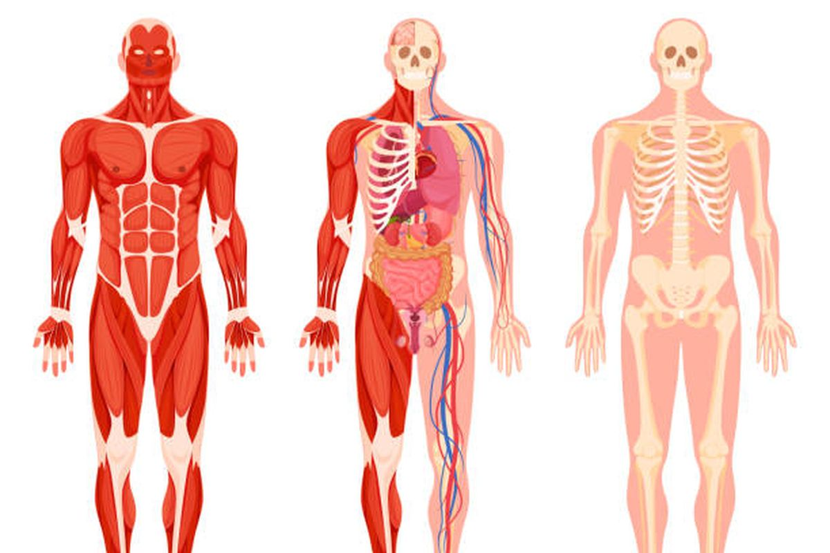 Where Does the Facial Nerve Exit the Skull?