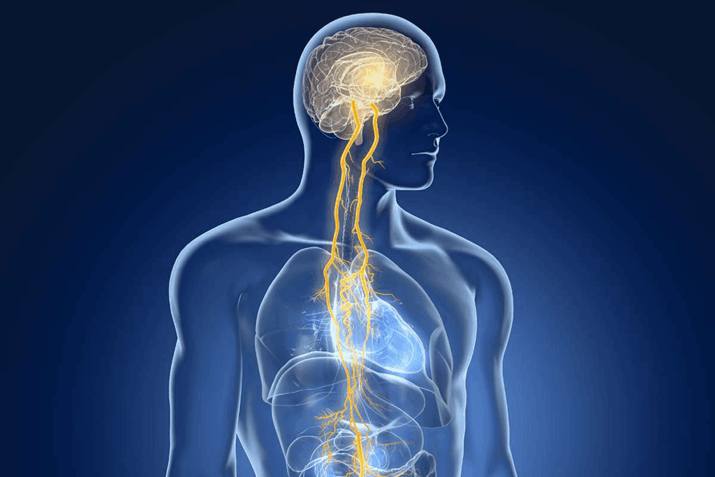 which cranial nerve is a sensory nerve and controls vision