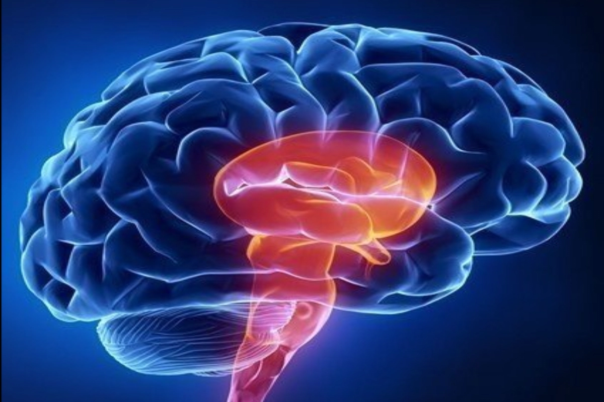 Cranial Nerve XII: Essential Hypoglossal Functions