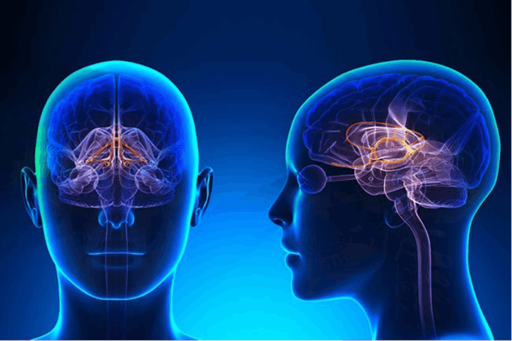 Brainstem Nerves: Your Ultimate Function Guide
