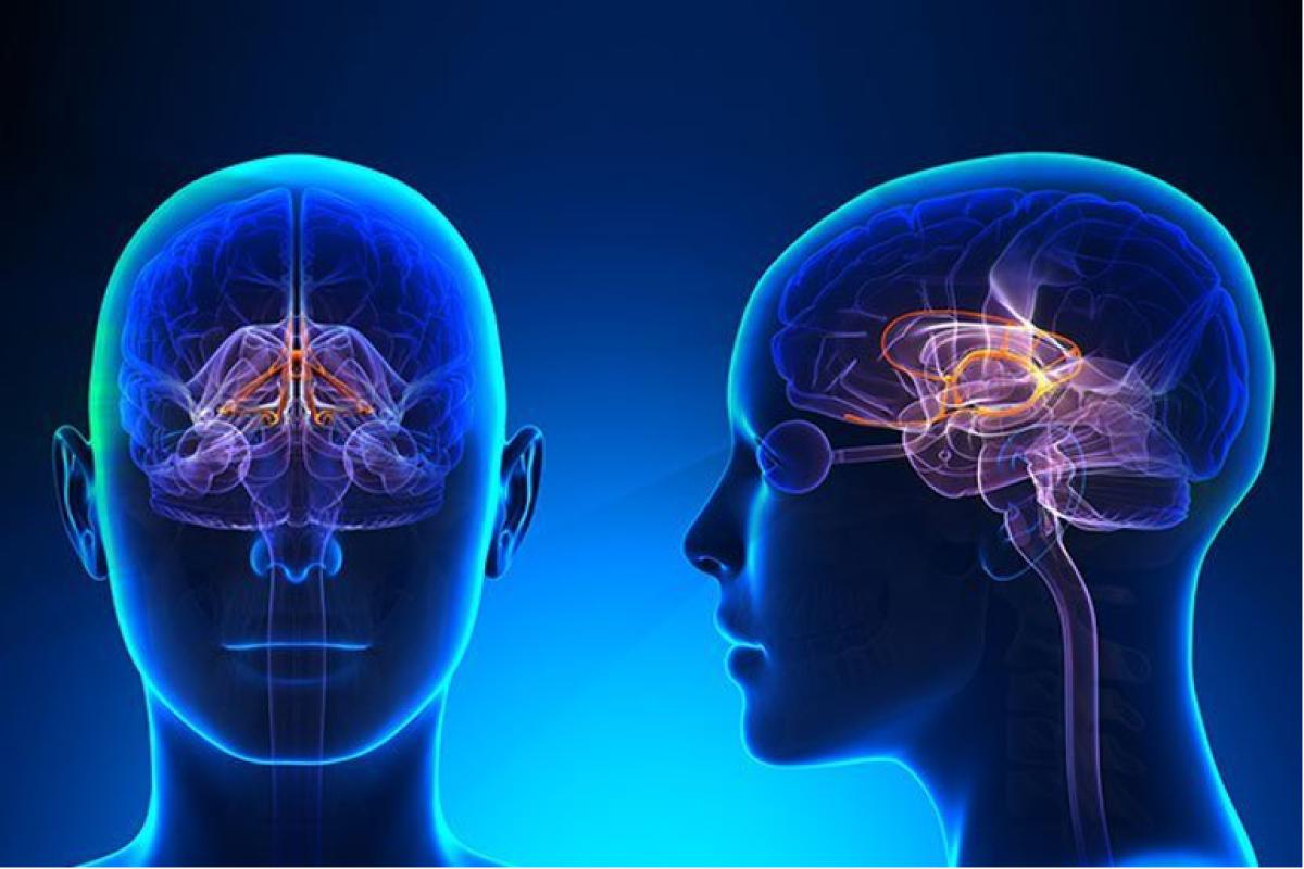 Brainstem Nerves: Your Ultimate Function Guide