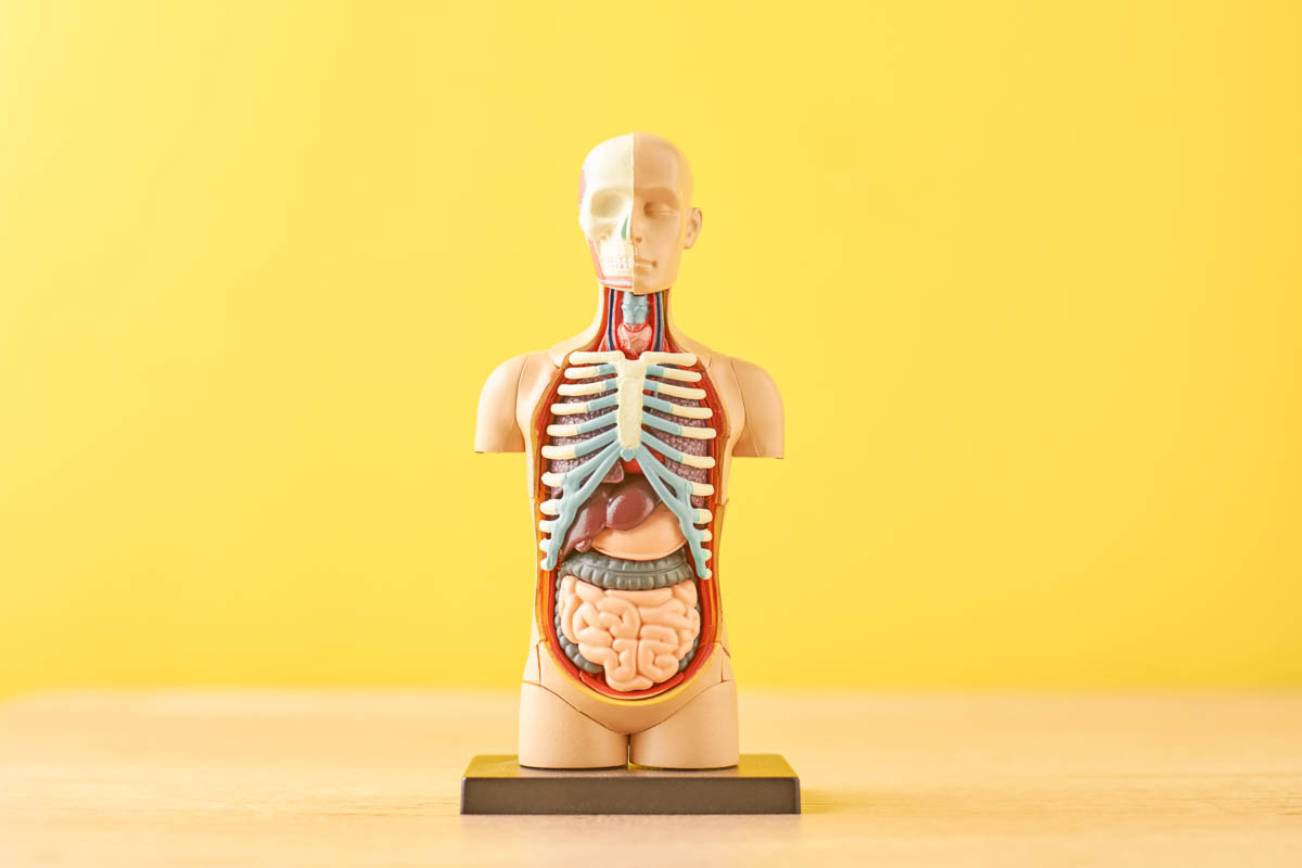 Brain Stem with Cranial Nerves: An Essential Guide