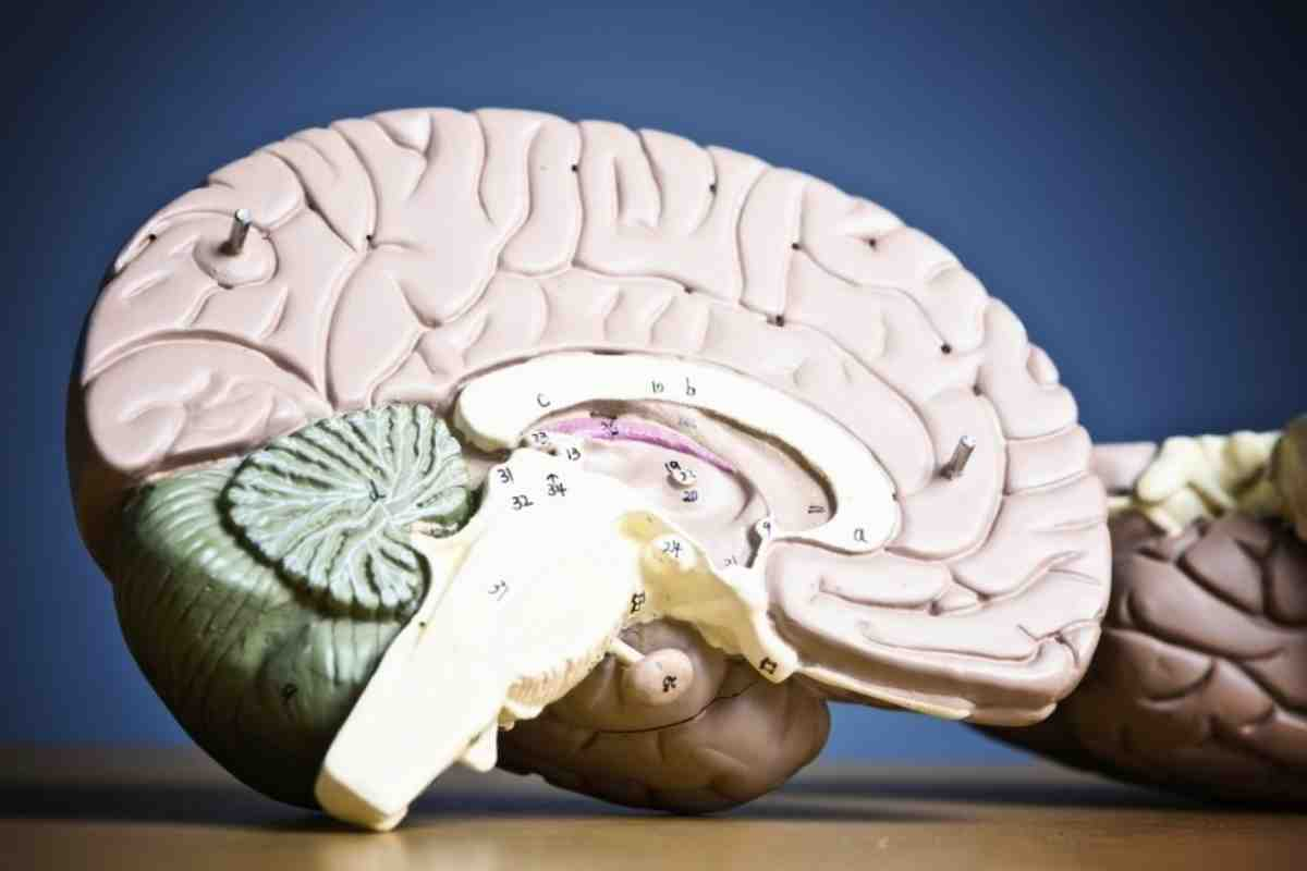 What Are the Cranial Nerves of the Medulla Oblongata?