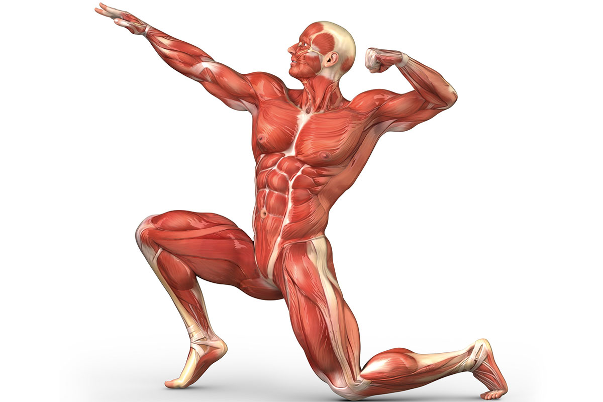 Which Cranial Nerve Is Responsible for the Sense of Smell?