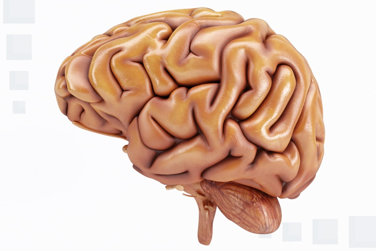 What Are the Cranial Nerves of the Medulla Oblongata?