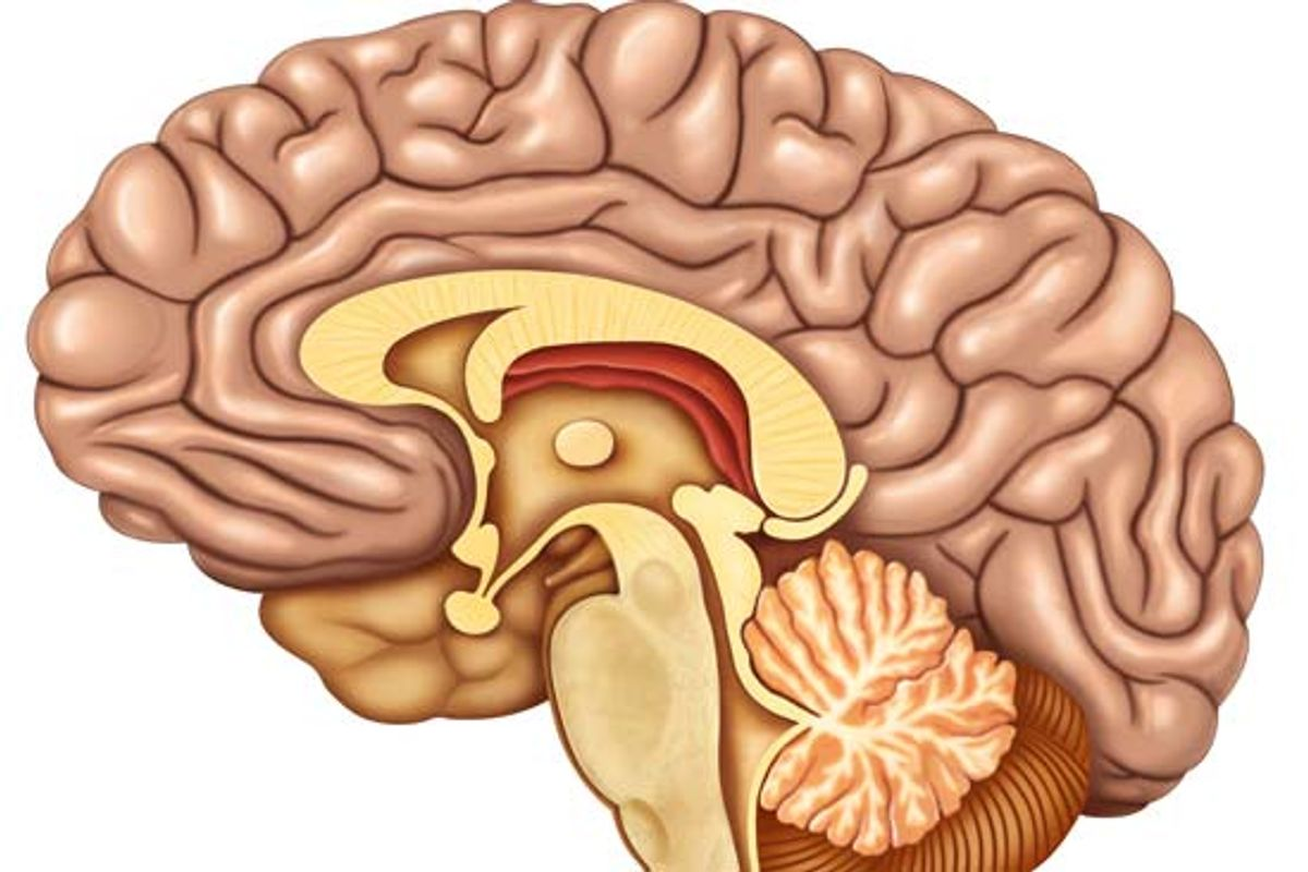 Brainstem Nerves: Your Ultimate Function Guide
