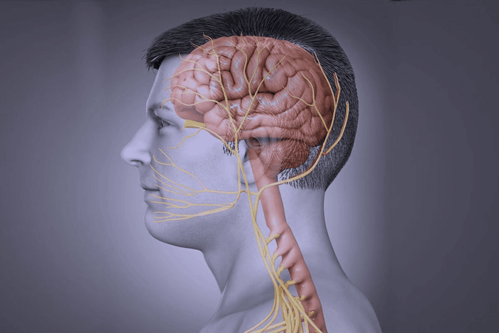 What Does Abducens Nerve Do? Ultimate Guide