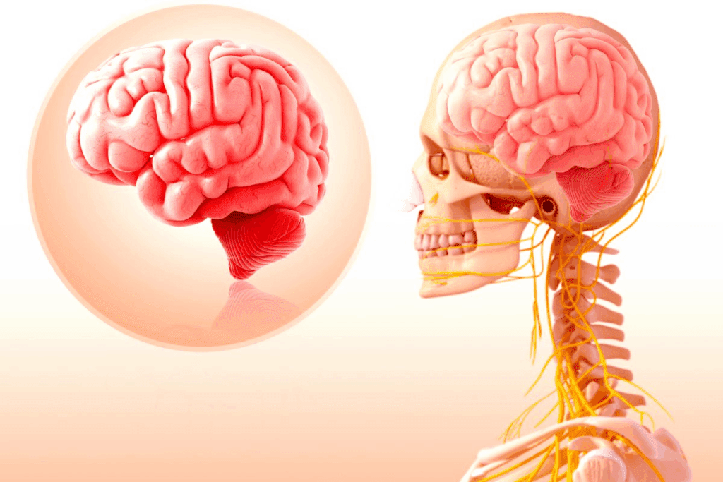 Olfactory Cranial Nerve: An Amazing Guide (CN I)