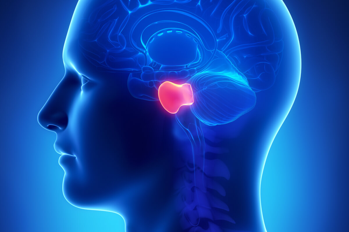 Cranial Nerve for Smell: The Ultimate Guide (CN I)