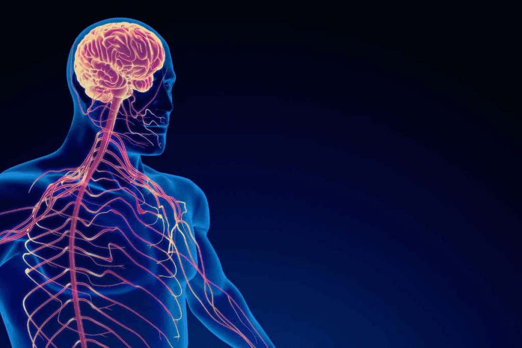 Abducens Nerve Function: The Ultimate Guide