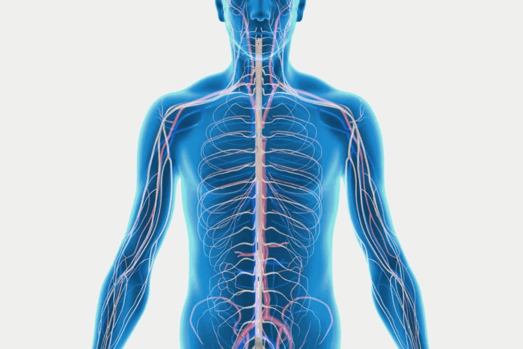 What Is Cranial Nerve 6? The Ultimate Guide