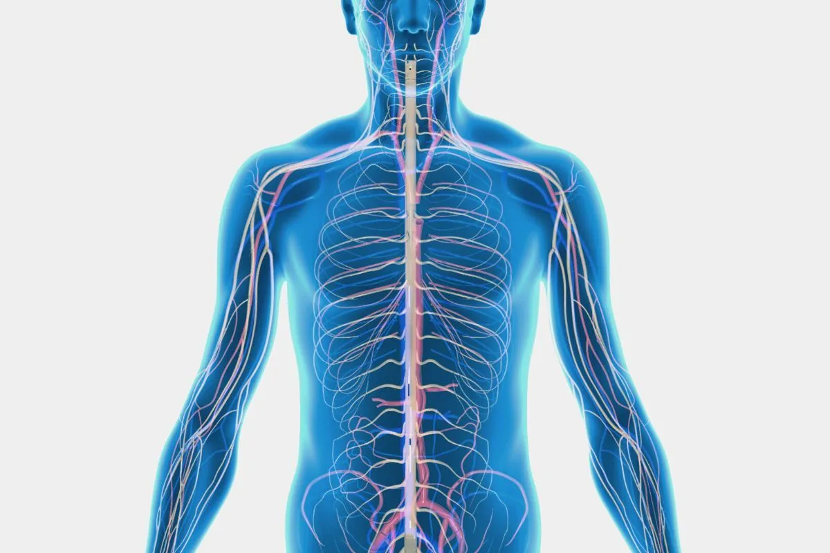 Vagus Cranial Nerve Function: An Essential Guide