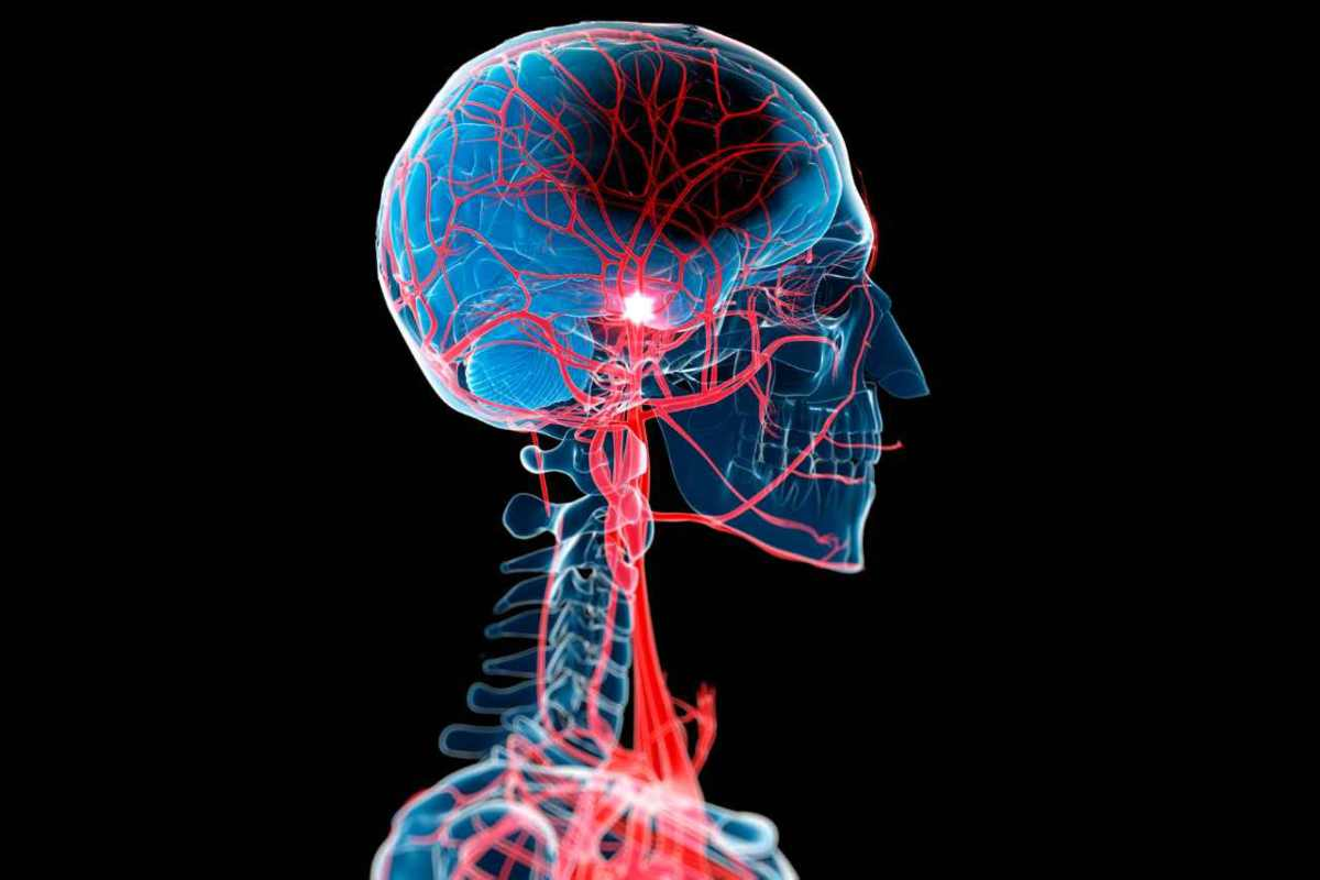 Cranial Nerve X Vagus: Complete Function Guide