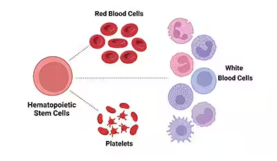 Abducens Cranial Nerve Function: An Essential Guide