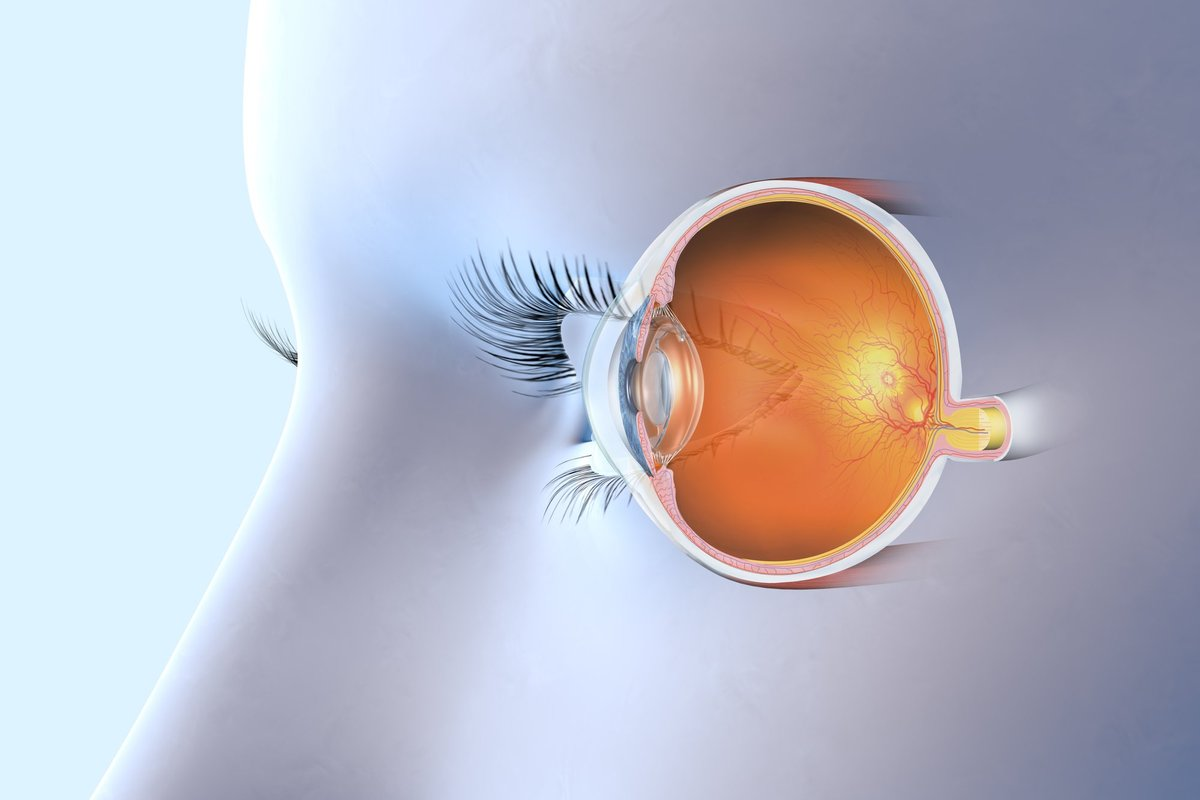 Nerve Eye Movement: The 3 Critical Nerves (Best Guide)