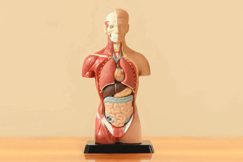 What Is the Third Cranial Nerve? Ultimate Guide 1 What Is the Third Cranial Nerve? Ultimate Guide