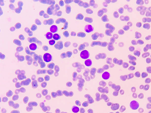 Where Is the Olfactory Nerve Located? Amazing Guide