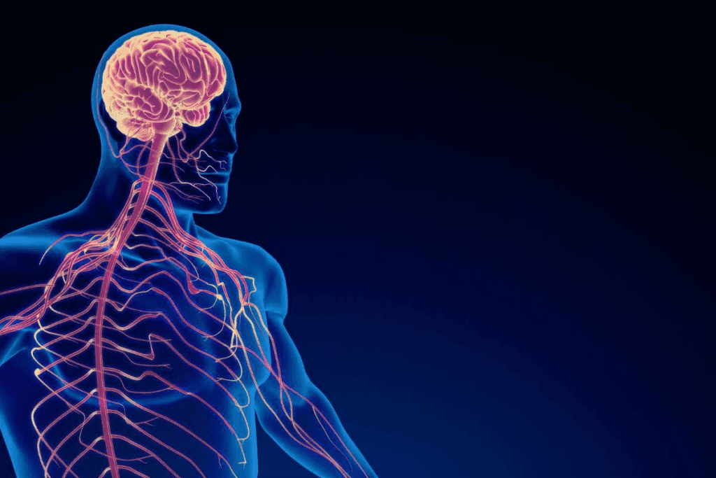 Cranial Nerve 1 Olfactory: An Amazing Guide to Smell