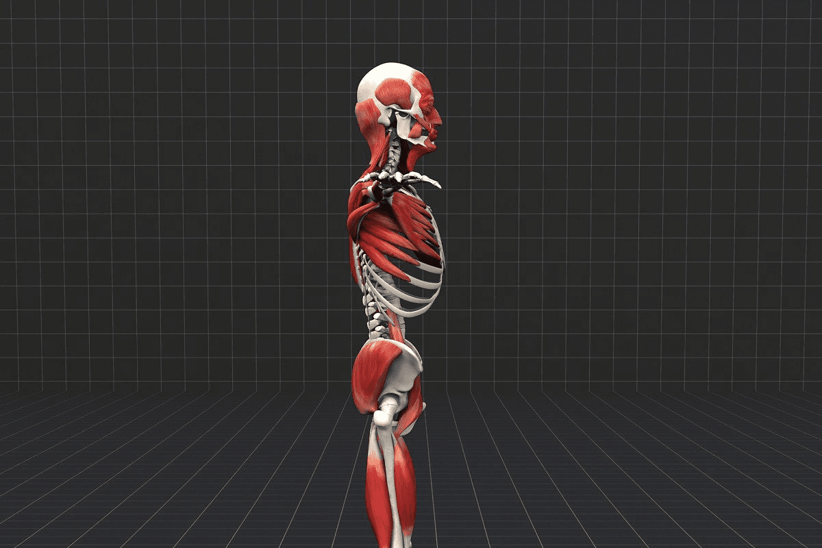 Nerve Number 8: The Ultimate Guide to CN VIII