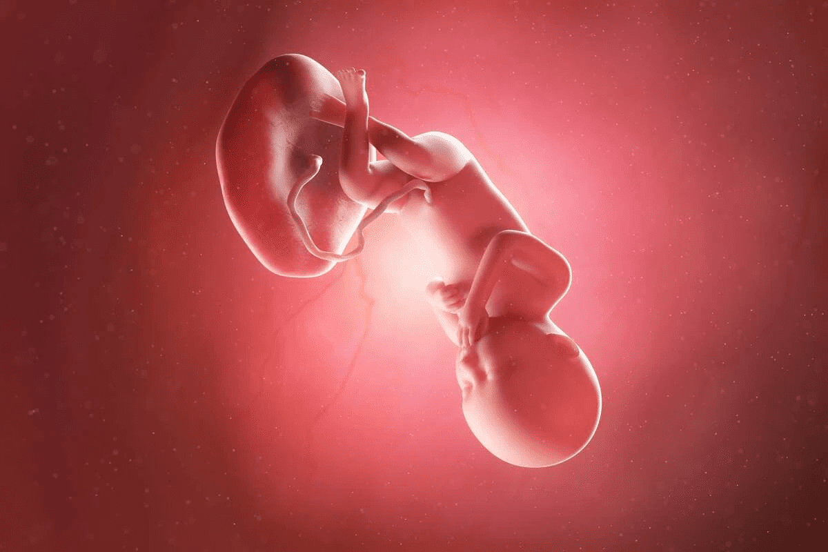 What Does a 7 Week Fetus Look Like? Explained