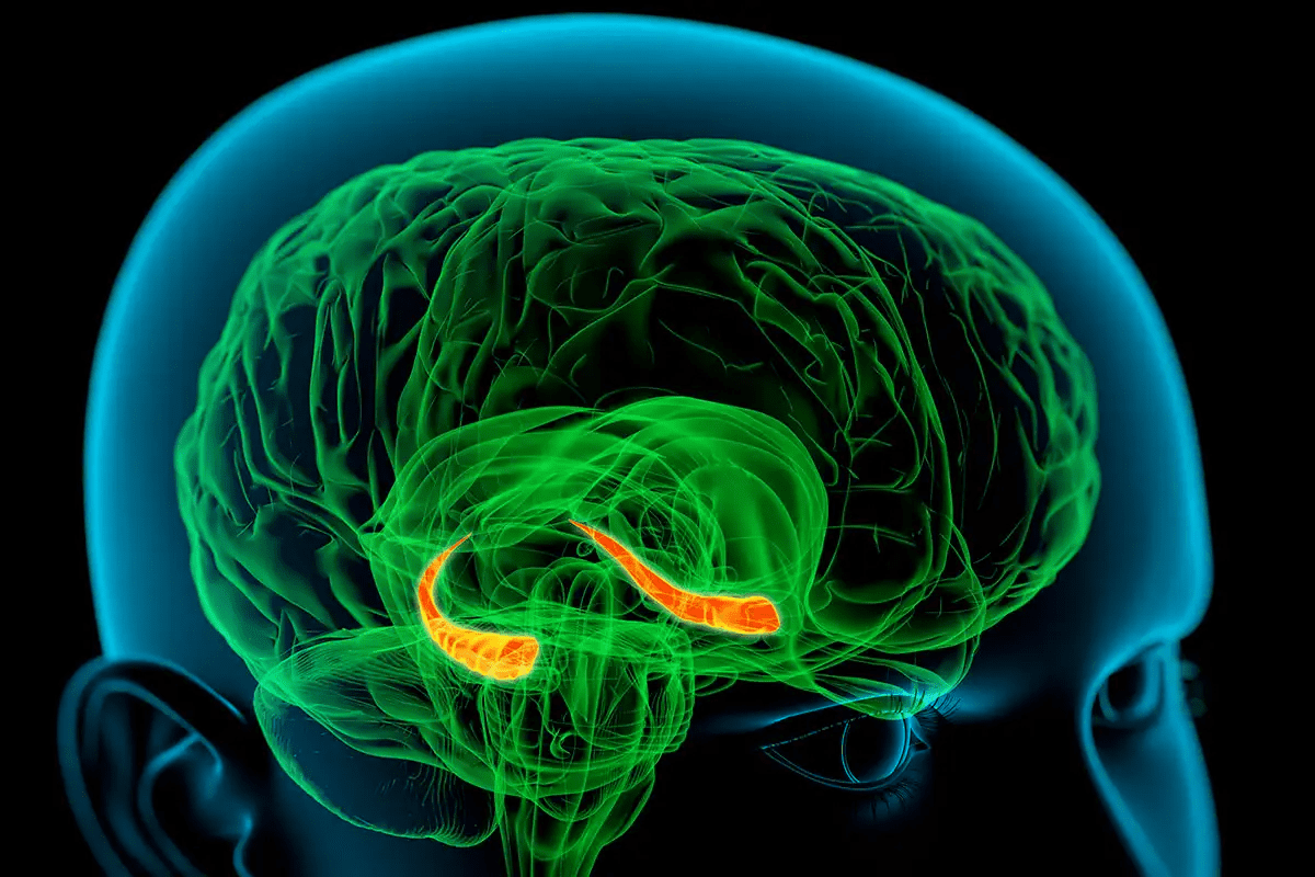 Key: What Part Of The Brain Controls Body Temperature?