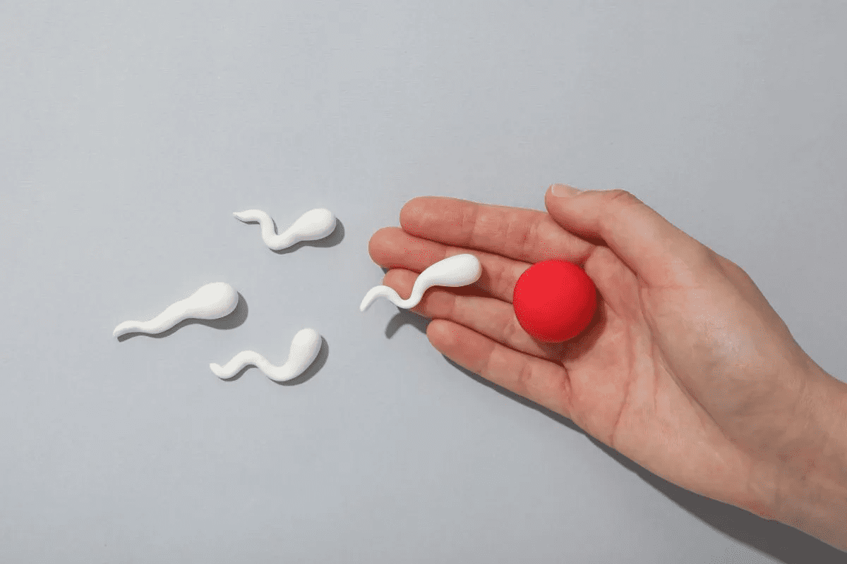 Essential Fertility: How Long Between Periods