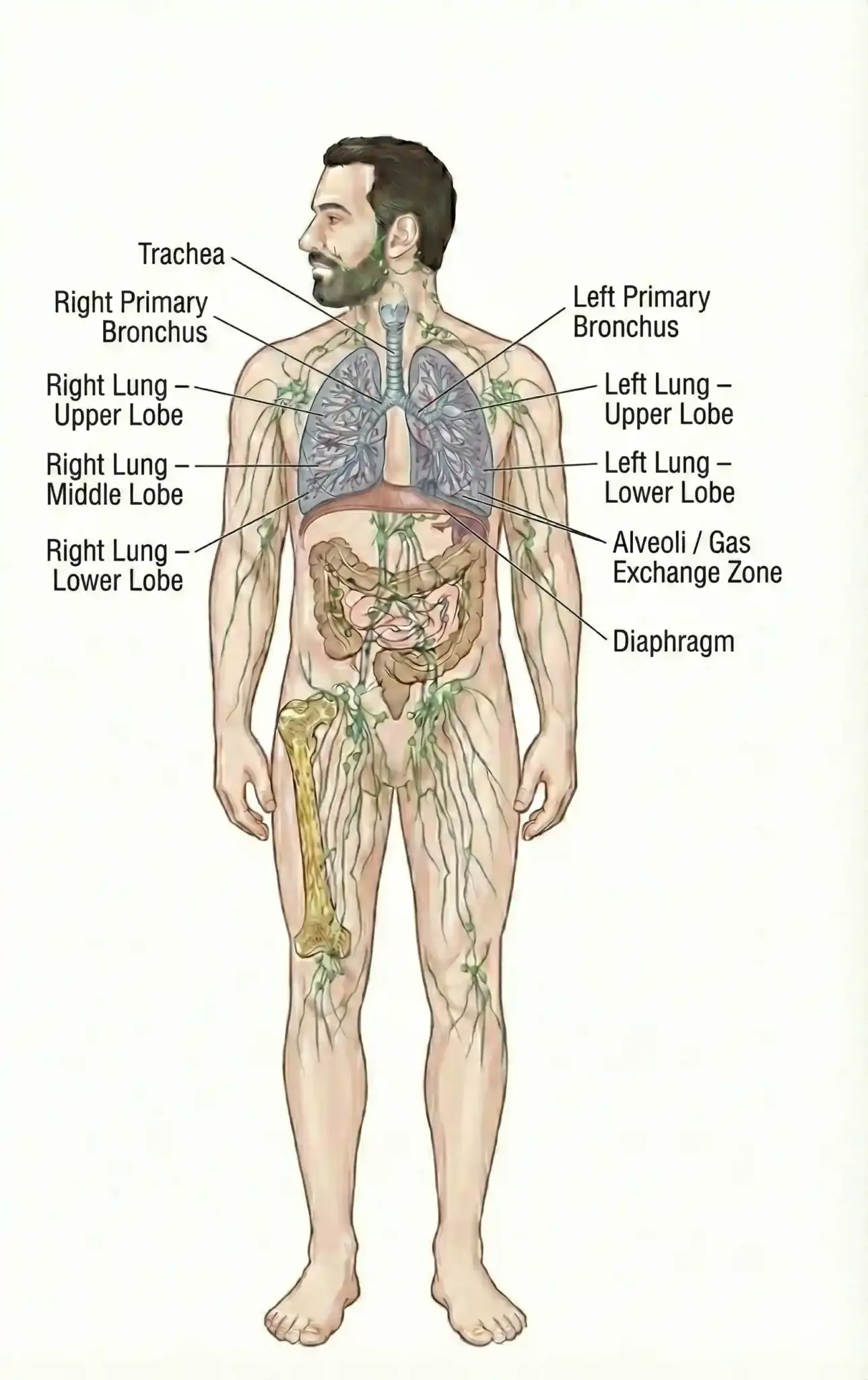 pulmonology